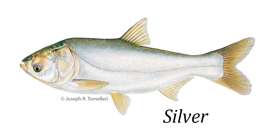 © Joseph R. Tomelleri illustration of a silver carp.