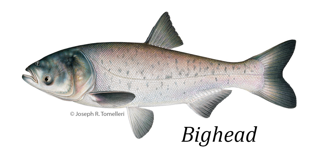 © Joseph R. Tomelleri illustration of a bighead carp.
