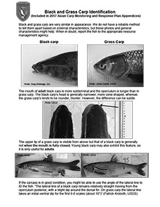 Black and Grass Carp Identification handout