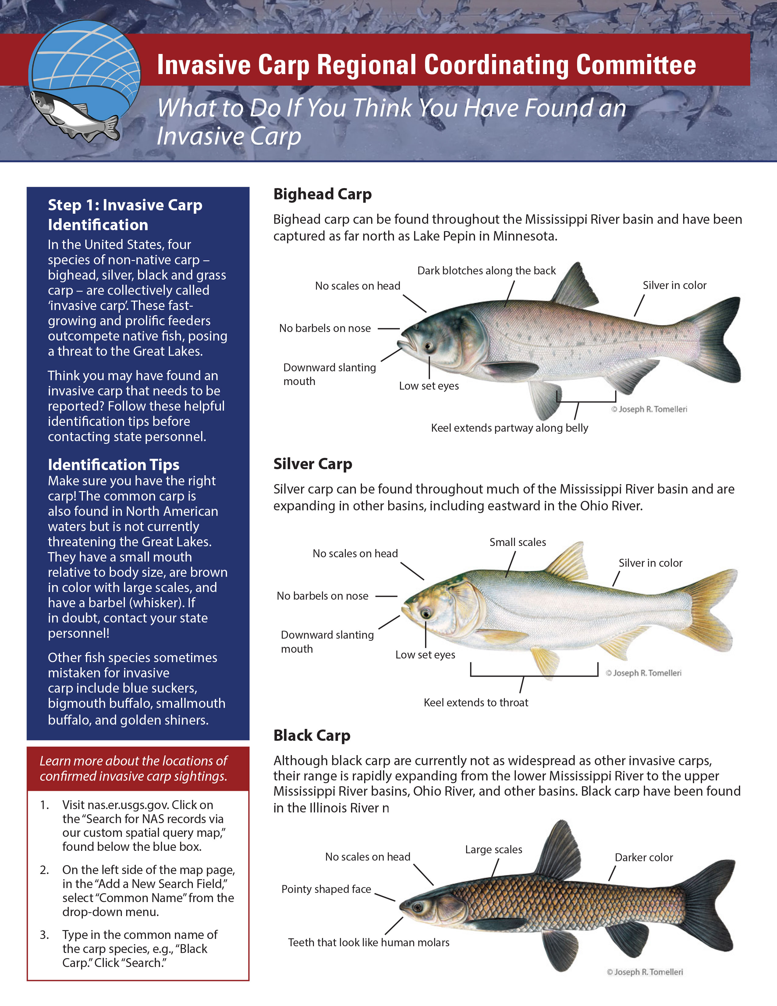 Front page of the What to do if you think you have found an invasive carp handout