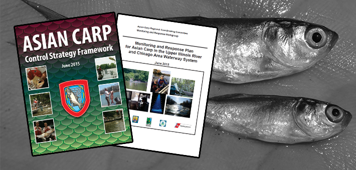 Cover of the 2015 Framework overlaying juvenile Asian carp. Photo provided by USFWS.