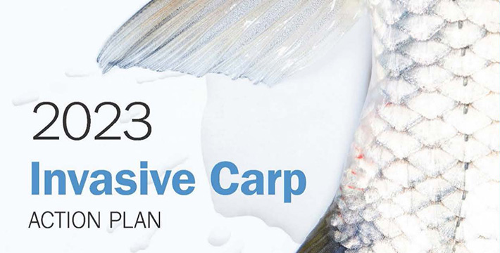 A portion of the 2023 Invasive Carp Action Plan showing the tail fin of a grass carp.