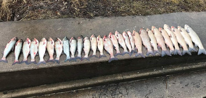 27 Asian carp of various species lined up on concrete.