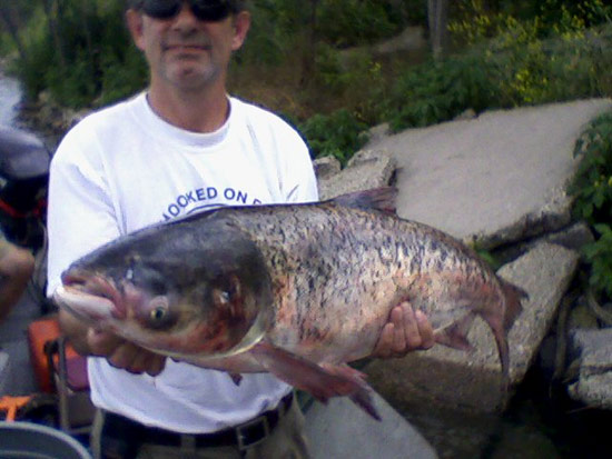 Bighead carp found in Chicago Area Waterway System. Photo courtesy of  Illinois Department of Natural Resources.