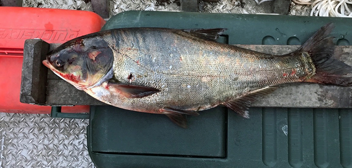  Silver carp captured in the Illinois Waterway on June 22, 2017 below T.J. O'Brien Lock and Dam. Image courtesy of Illinois Department of Natural Resources.