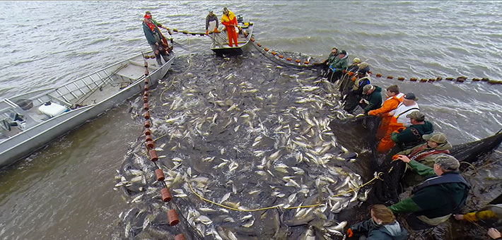 A group of men and women in waders holding a net filled with captured Asian carp.